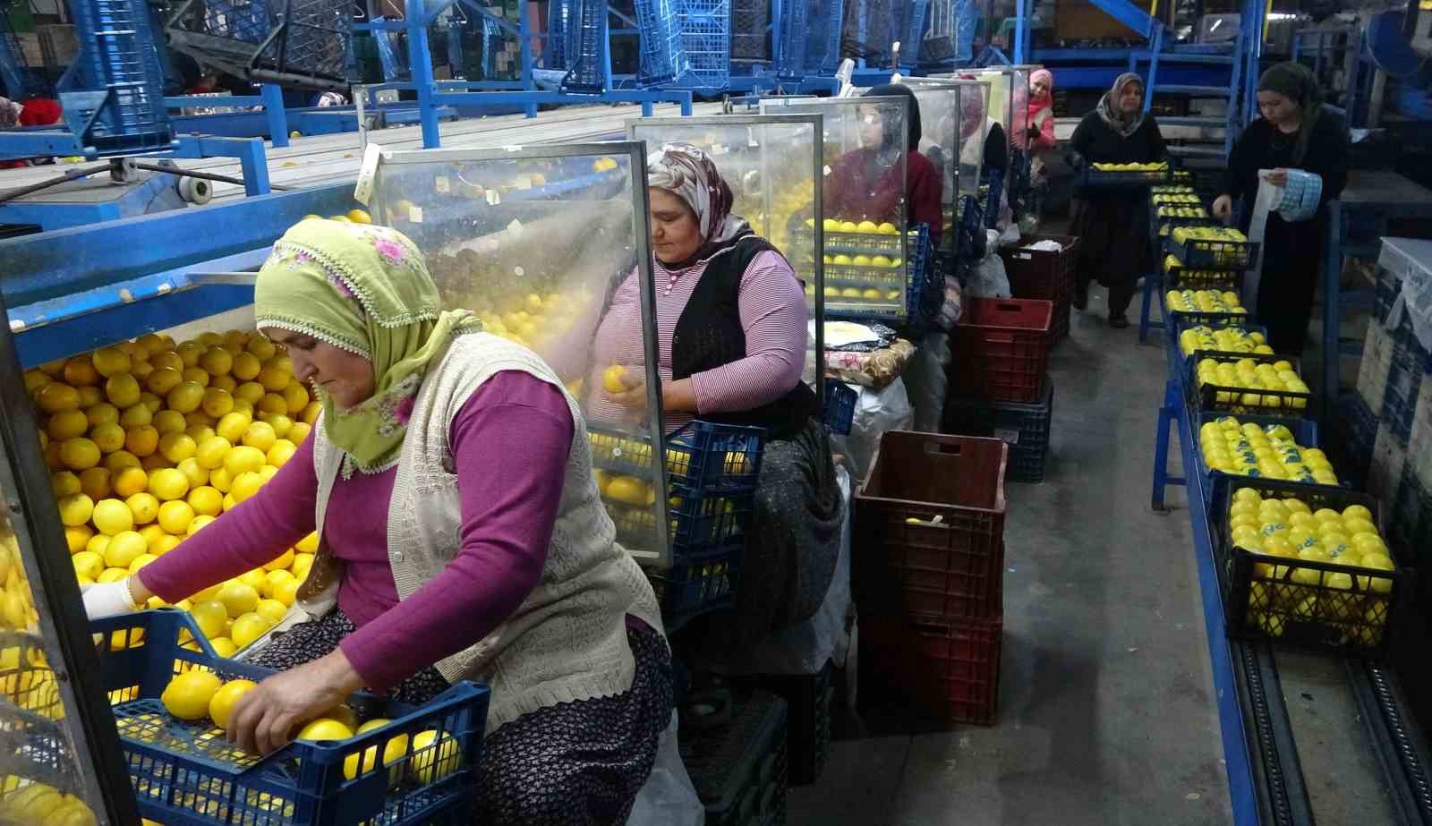 binlerce ailenin gecim kaynagi limonun baskentinde hasat zamani 8 WYzPfnjv