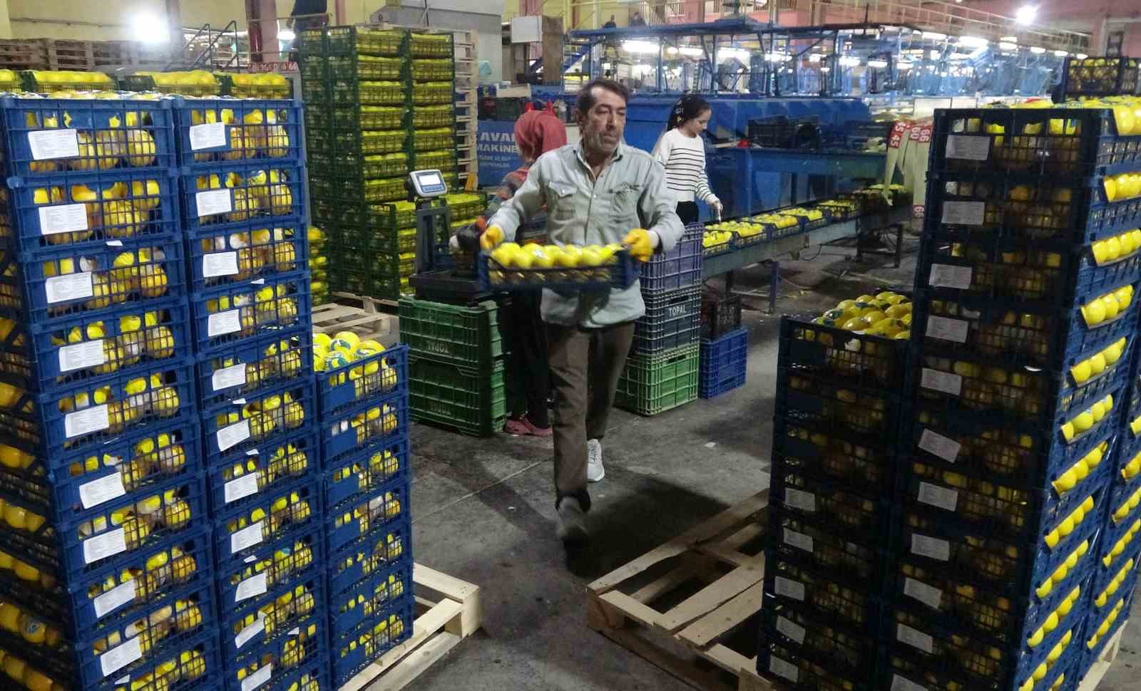 binlerce ailenin gecim kaynagi limonun baskentinde hasat zamani 9 PvMiJp3X