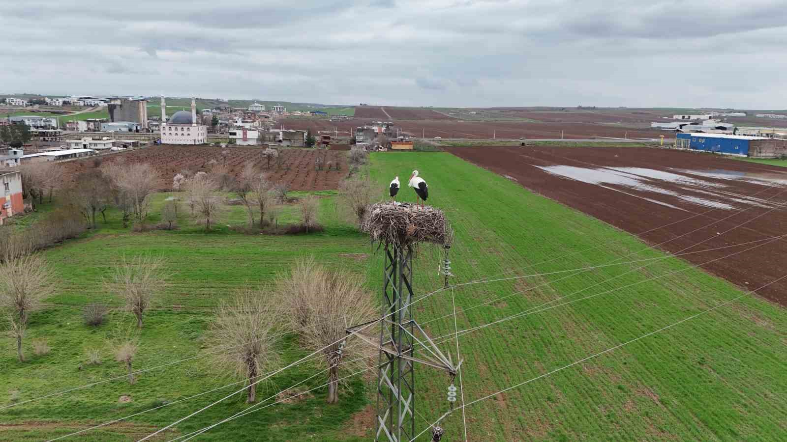 binlerce kilometre mesafe kateden leylekler yuvalarini diyarbakirda kuruyor 1 IpVS7zHB