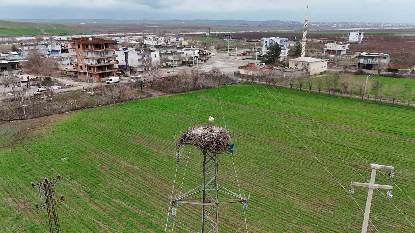 binlerce kilometre mesafe kateden leylekler yuvalarini diyarbakirda kuruyor 5 dIFkGqgp