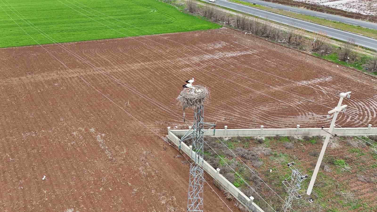 binlerce kilometre mesafe kateden leylekler yuvalarini diyarbakirda kuruyor 6 2J3SUk7M