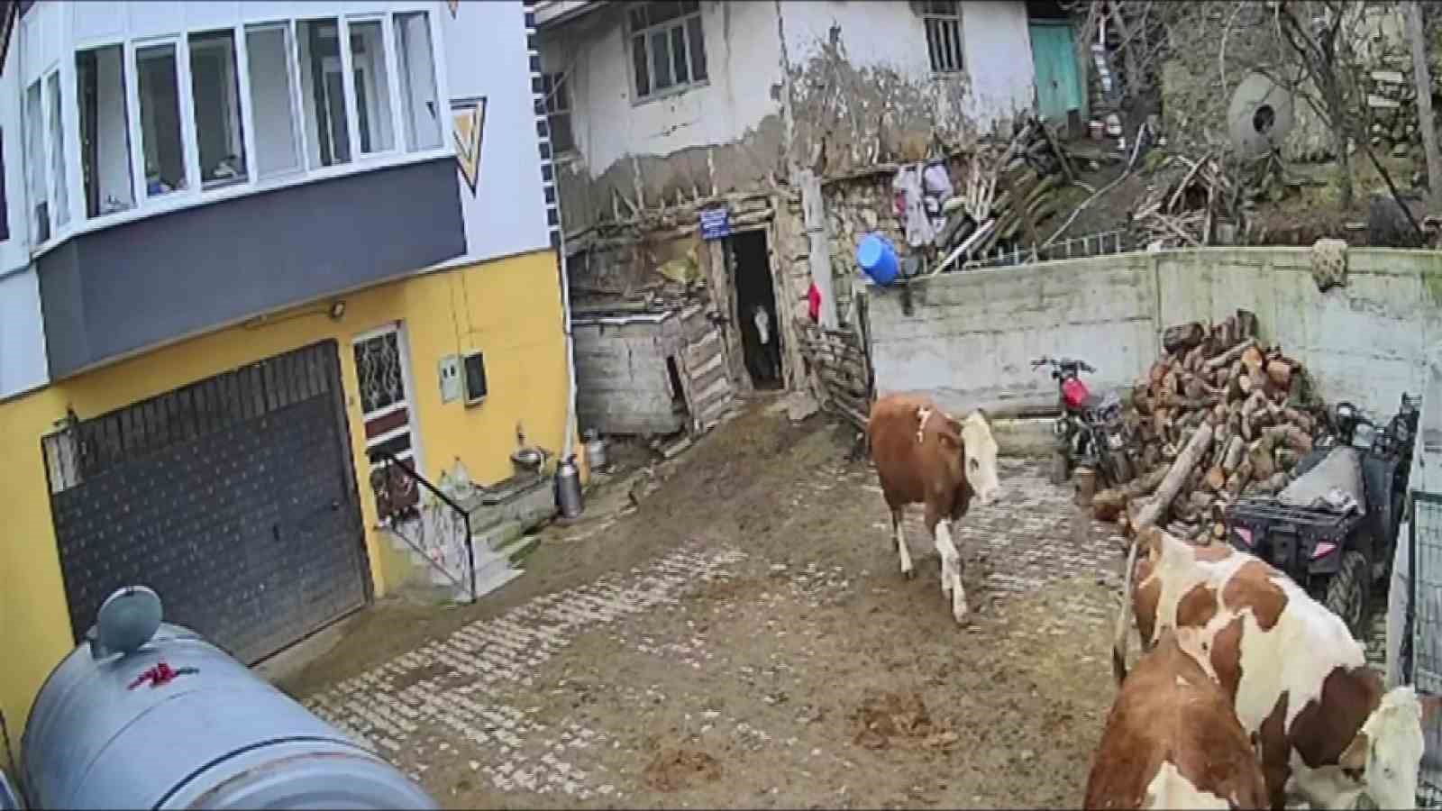 bir bidon sutu deviren gencin caresiz anlari kamerada 3 wIs1fHm9