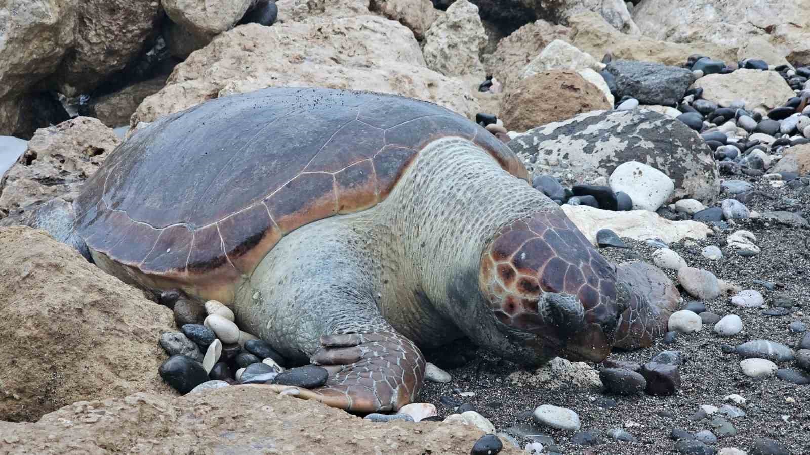 bir caretta caretta daha olu bulundu15 gunde 7inci olum 3 Eab6I6gQ