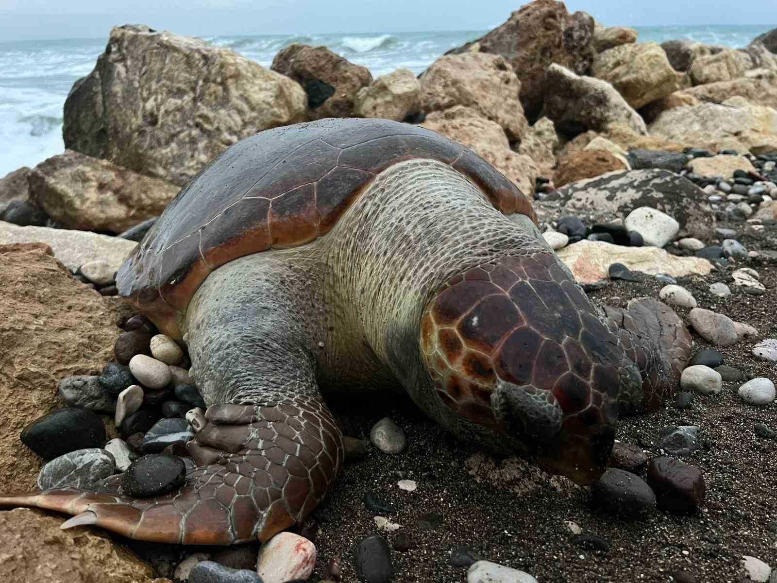 bir caretta caretta daha olu bulundu15 gunde 7inci olum 4 qzC96QA5
