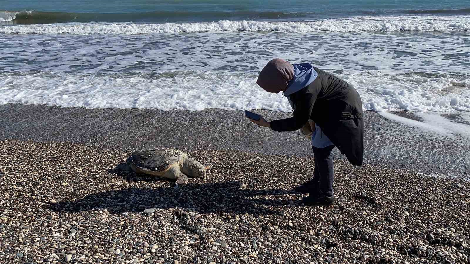 bir caretta caretta daha olu bulundu15 gunde 7inci olum 5 GJYB9lFR