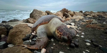 bir-caretta-caretta-daha-olu-bulundu15-gunde-7inci-olum-j7mebkC3.jpg