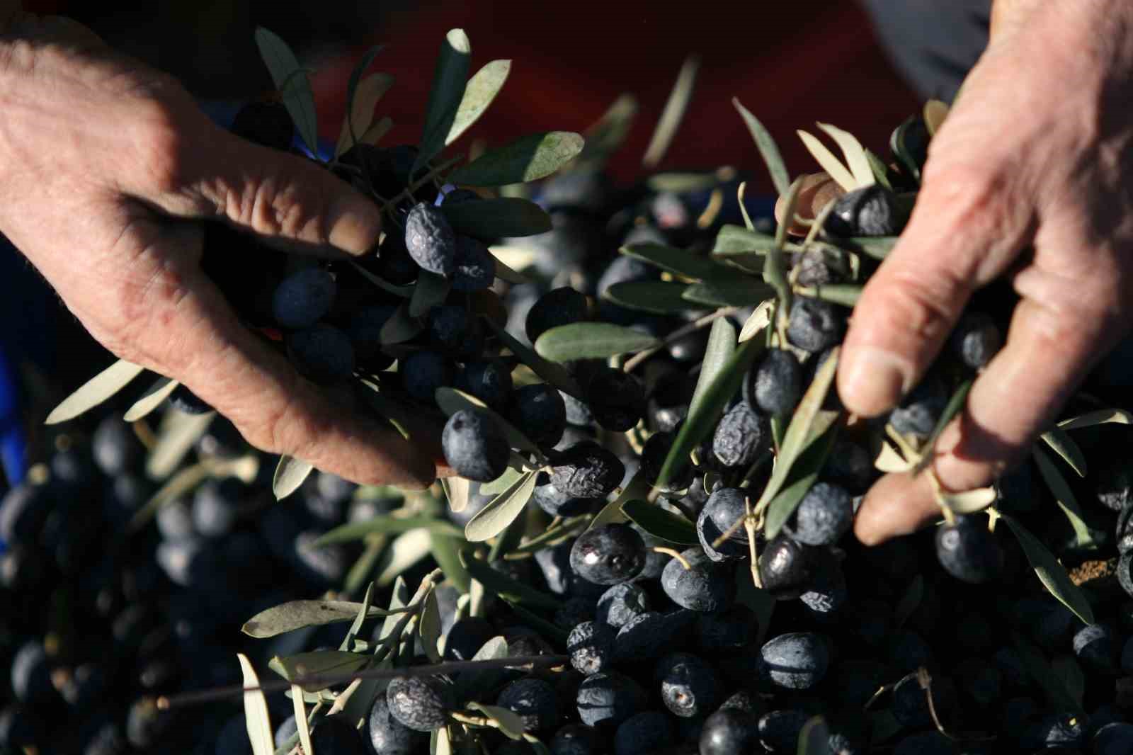 bir kilogram zeytin icin 6798 litre suya ihtiyac duyuluyor 2 QEYWTRfP