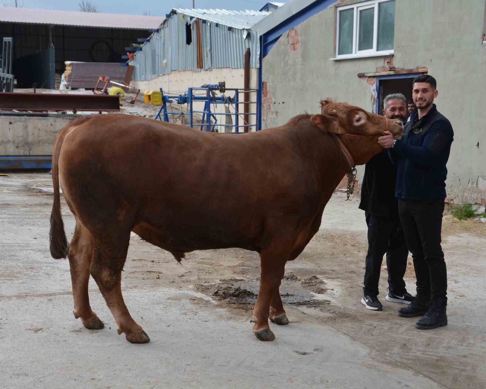 bir ton 140 kilogramlik kurbanlik dana 575 bin liraya alici buldu 0 Lrz2rDSj