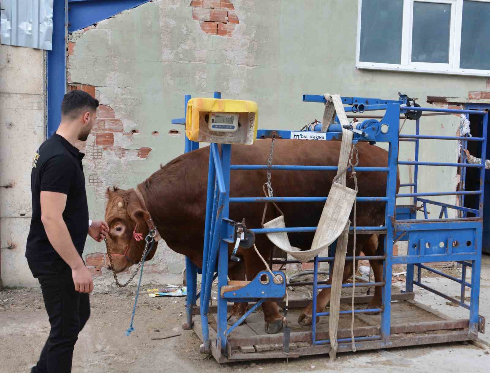 bir ton 140 kilogramlik kurbanlik dana 575 bin liraya alici buldu 1 w39D261N