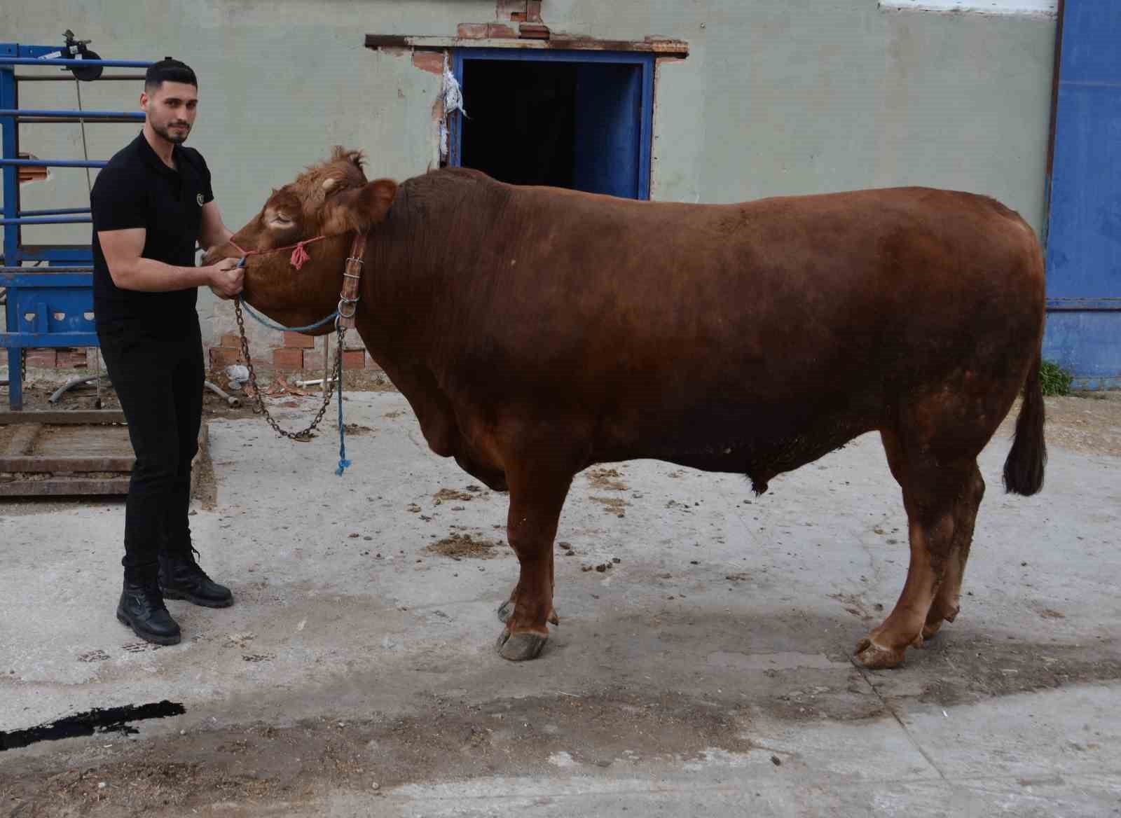 bir ton 140 kilogramlik kurbanlik dana 575 bin liraya alici buldu 2 K8SCiZqF
