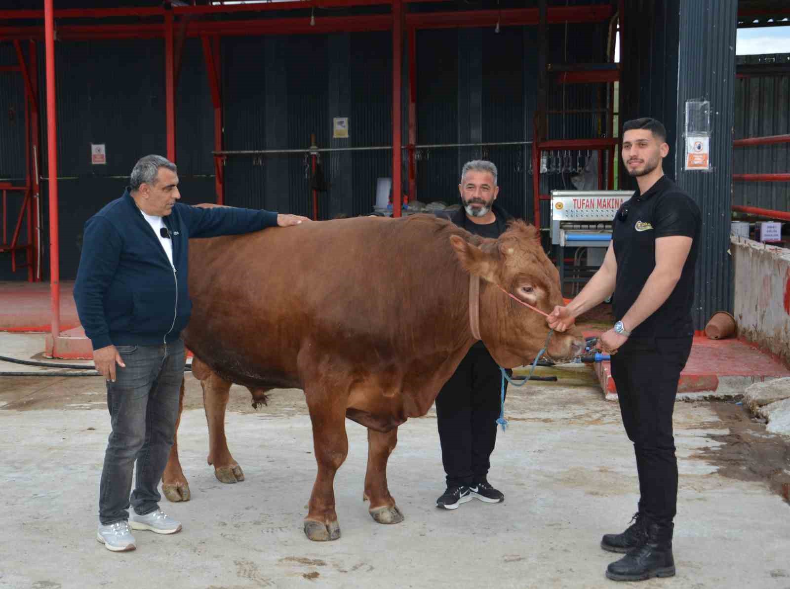 bir ton 140 kilogramlik kurbanlik dana 575 bin liraya alici buldu 4 anEHeiX8