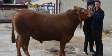 bir-ton-140-kilogramlik-kurbanlik-dana-575-bin-liraya-alici-buldu-auqisPQ6.jpg