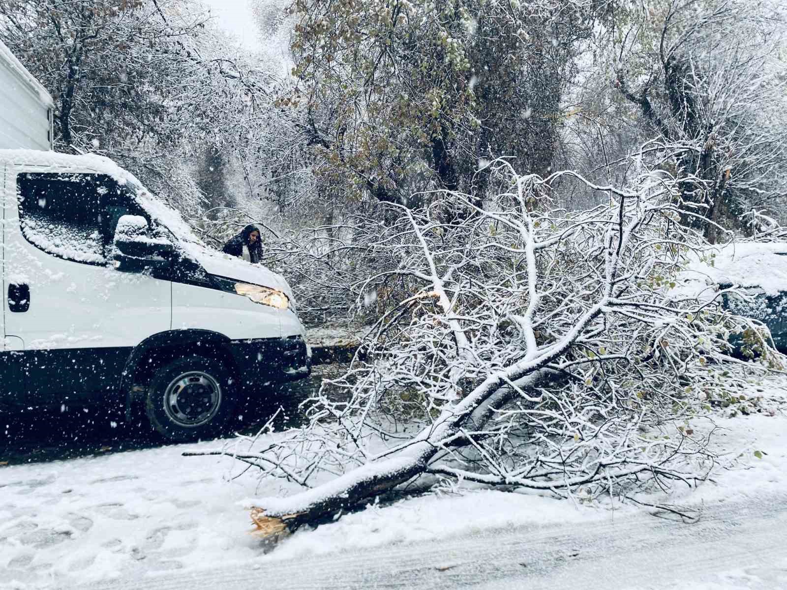 birecikte karin agirligina dayanamayan agac dallari araclarin uzerine devrildi 0 PqKMPBHi