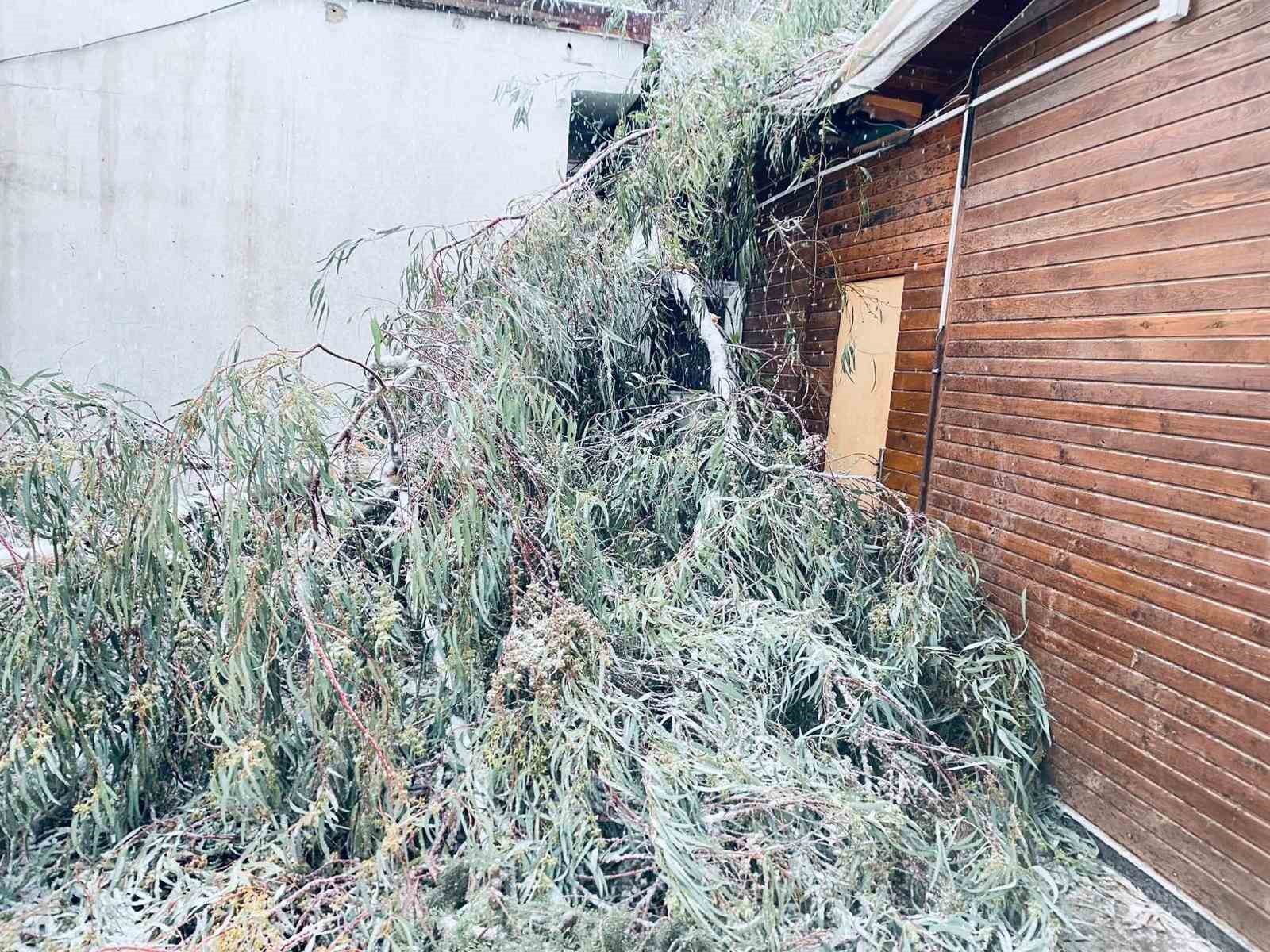birecikte karin agirligina dayanamayan agac dallari araclarin uzerine devrildi 1 ZVMNHRSy