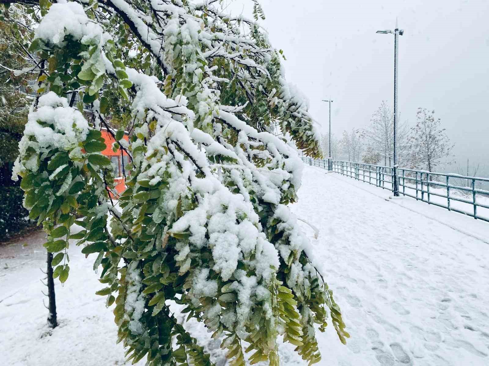 birecikte karin agirligina dayanamayan agac dallari araclarin uzerine devrildi 3 lpb2EDlW