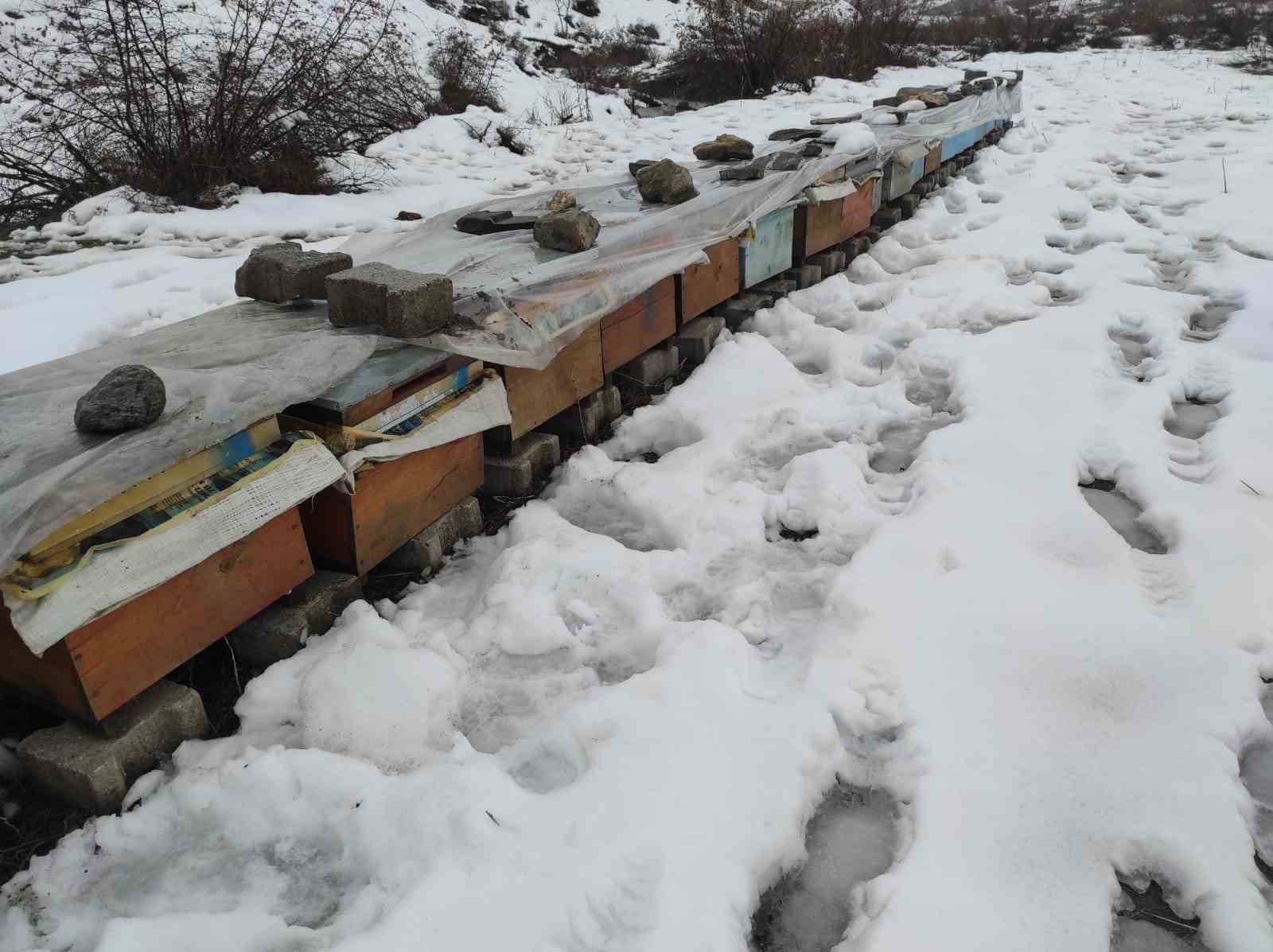 birincilik getiren arilarini kis sartlarinda ozenle koruyor 4 7ZMlbnzR