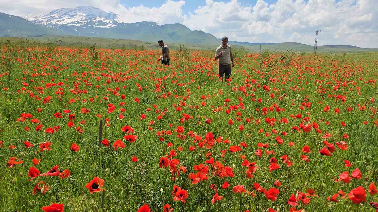 bitlisin adilcevaz ilcesinde gelincik ve karin buyuleyici bulusmasi 3 Z3K2SYCv