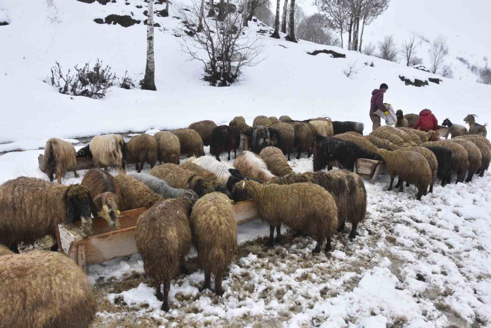 bitliste kis mevsiminin uzamasi kucukbas hayvanciligi vurdu 2 8tQUHYwZ
