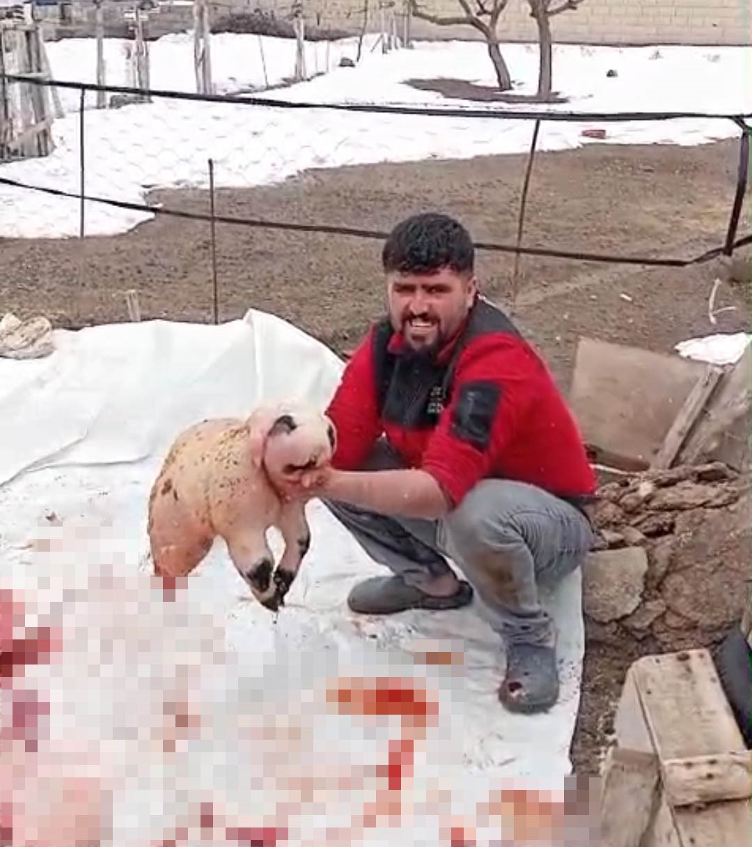 bitliste olu dogan kuzu panda yavrusuna benzerligiyle sasirtti 2 BXmNzIWu
