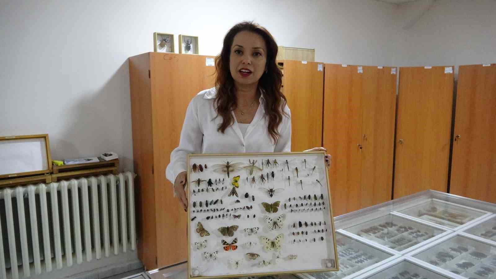 Böcek Müzesi 30 bin örnekle bilime katkı sunuyor, çocukların korkularını yeniyor 8 bocek muzesi 30 bin ornekle bilime katki sunuyor cocuklarin korkularini yeniyor 4 dfmAWFDr