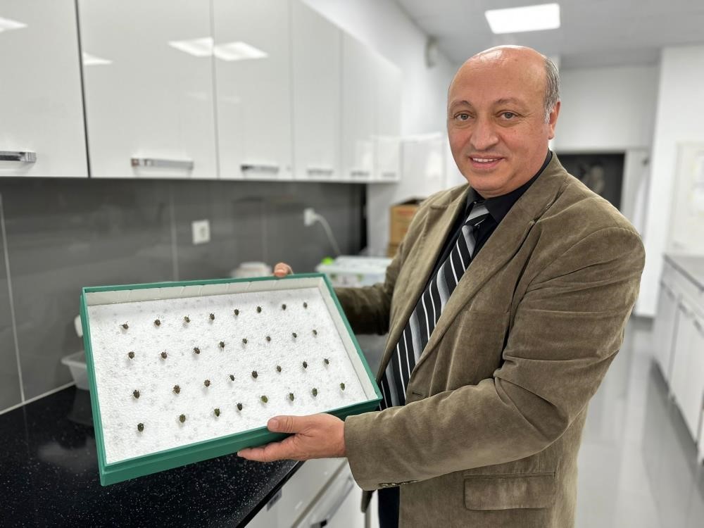 bocekler cinayetleri aydinlatiyor olum zamani ve olay yeri entomolojiyle belirlenebiliyor 0 jRIgDIXY