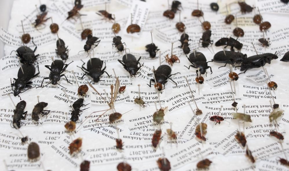 bocekler cinayetleri aydinlatiyor olum zamani ve olay yeri entomolojiyle belirlenebiliyor 1 tnOifjFB