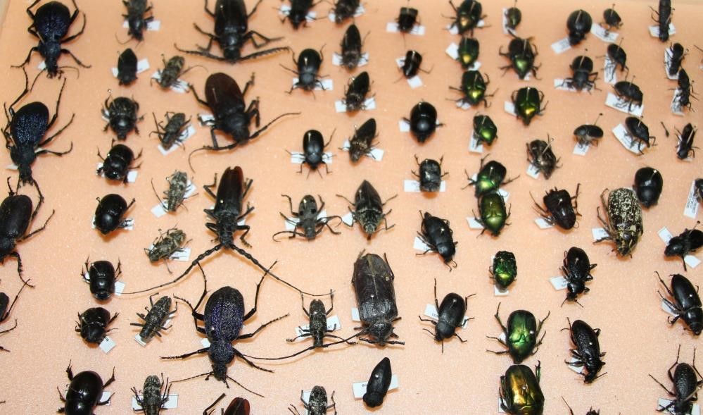 bocekler cinayetleri aydinlatiyor olum zamani ve olay yeri entomolojiyle belirlenebiliyor 2 vbRwRfwX
