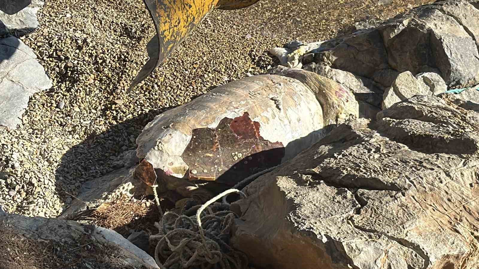 Bodrum sahiline vuran caretta caretta vinçle kaldırıldı 9 bodrum sahiline vuran caretta caretta vincle kaldirildi 5 jjEdS7dU