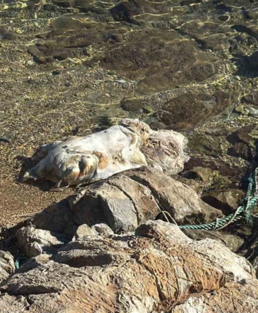 bodrum-sahiline-vuran-caretta-caretta-vincle-kaldirildi-HOf7g91R.jpg