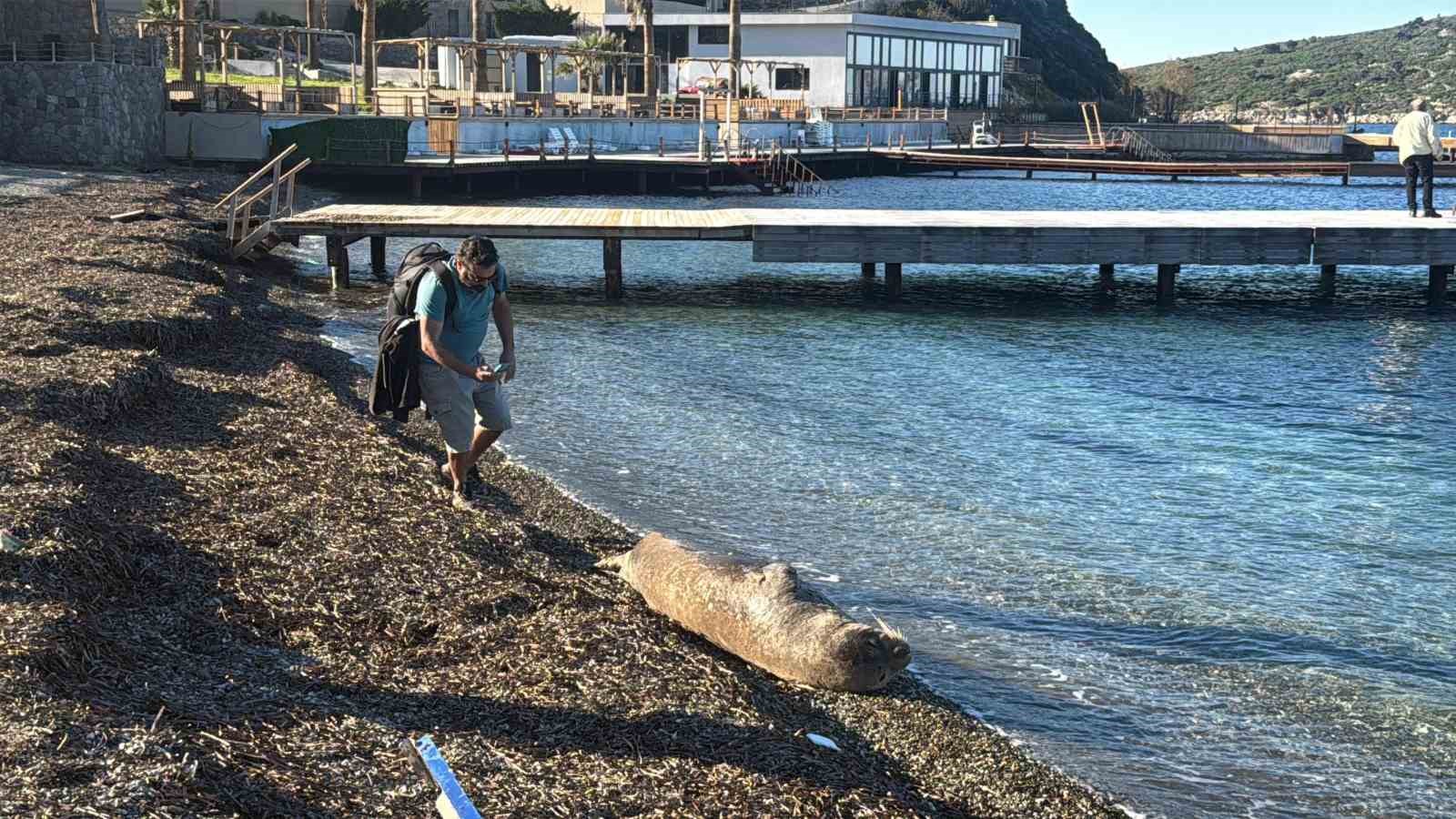 bodrumda akdeniz foku ilgi odagi oldu 1 tMeJ4Oin