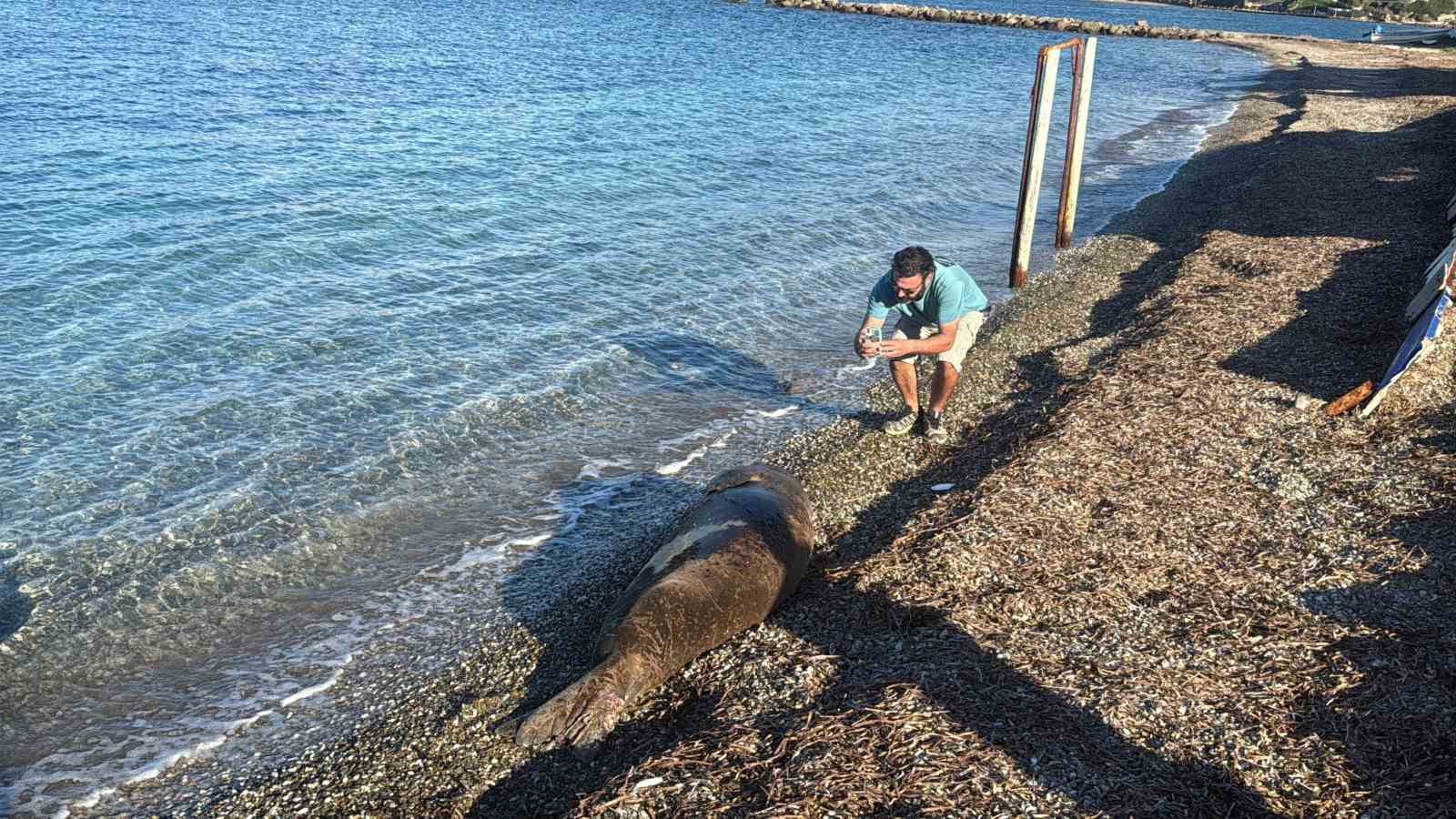 bodrumda akdeniz foku ilgi odagi oldu 2 sphIDAIt
