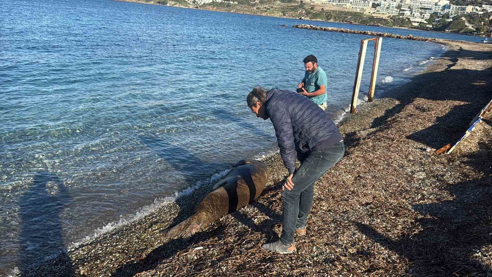 bodrumda akdeniz foku ilgi odagi oldu 3 adKaUfVw
