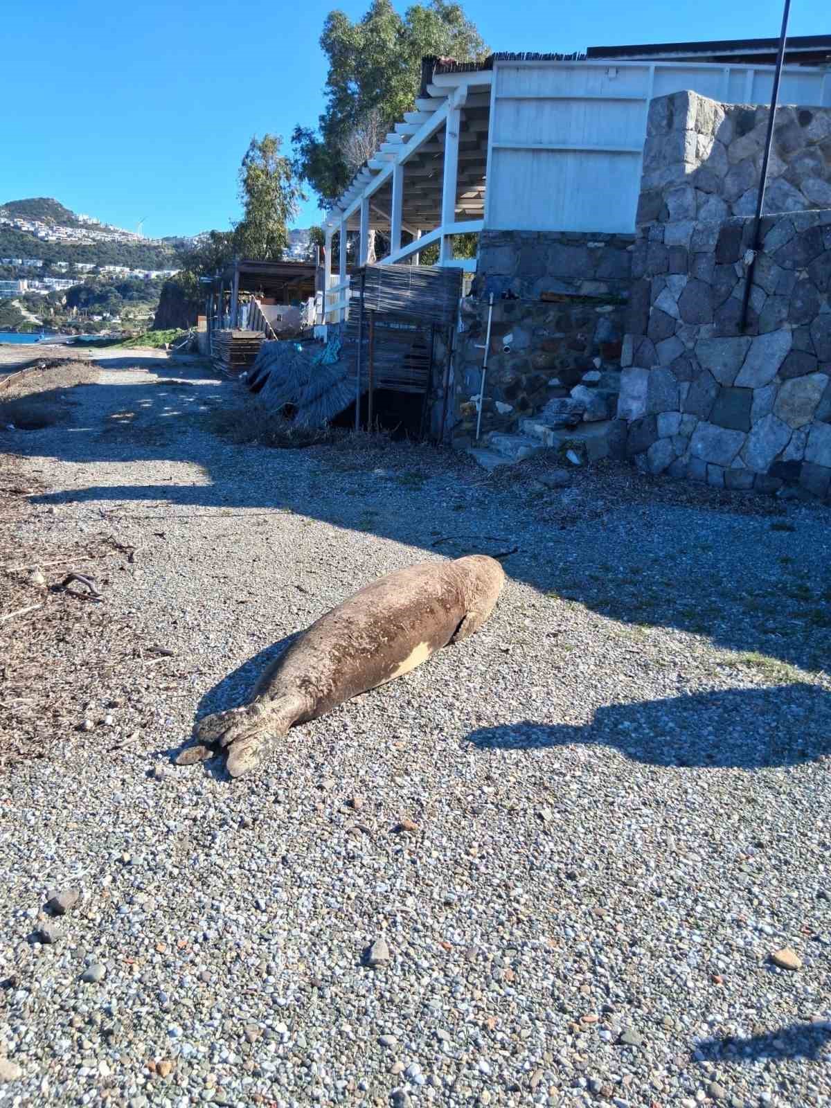 bodrumda akdeniz foku ilgi odagi oldu 6 cQY3Bae6