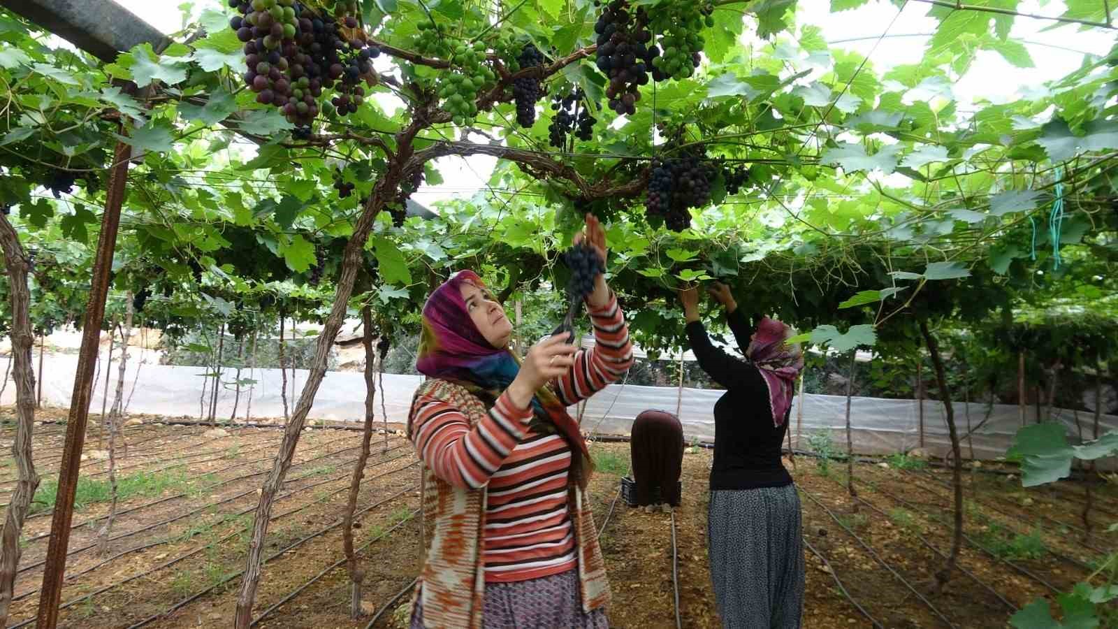 bolgenin siyah incisi uzumde hasat basladi 0 scbTA2i1