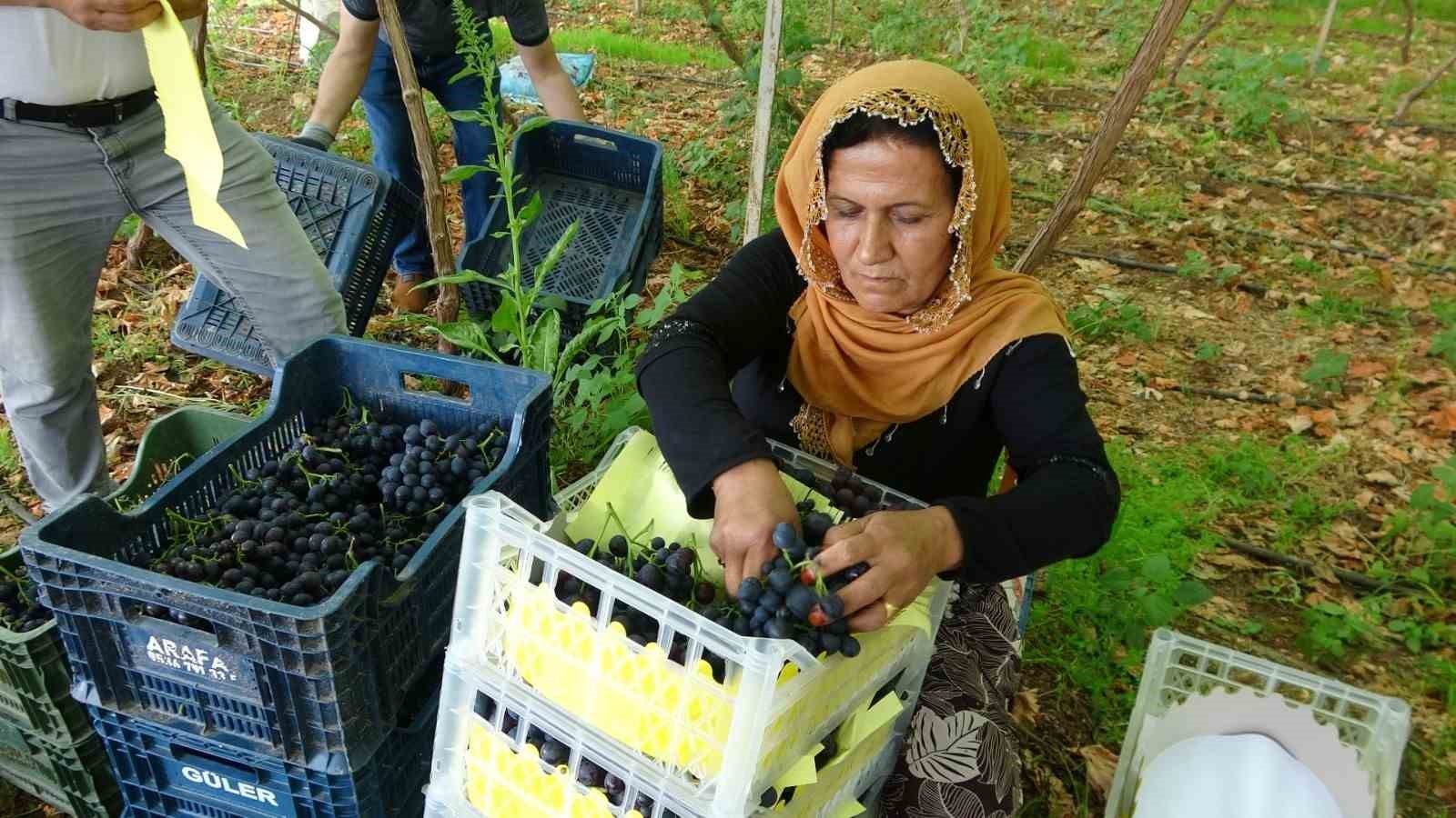 bolgenin siyah incisi uzumde hasat basladi 1 m9pMctI8