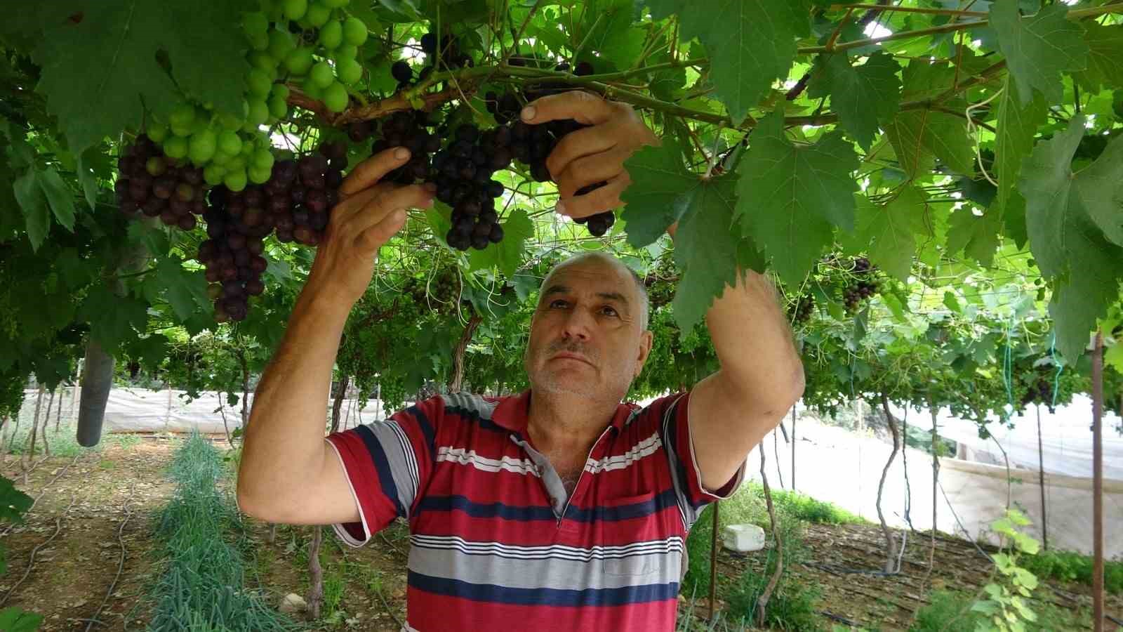 bolgenin siyah incisi uzumde hasat basladi 2 Mr1f7wlZ