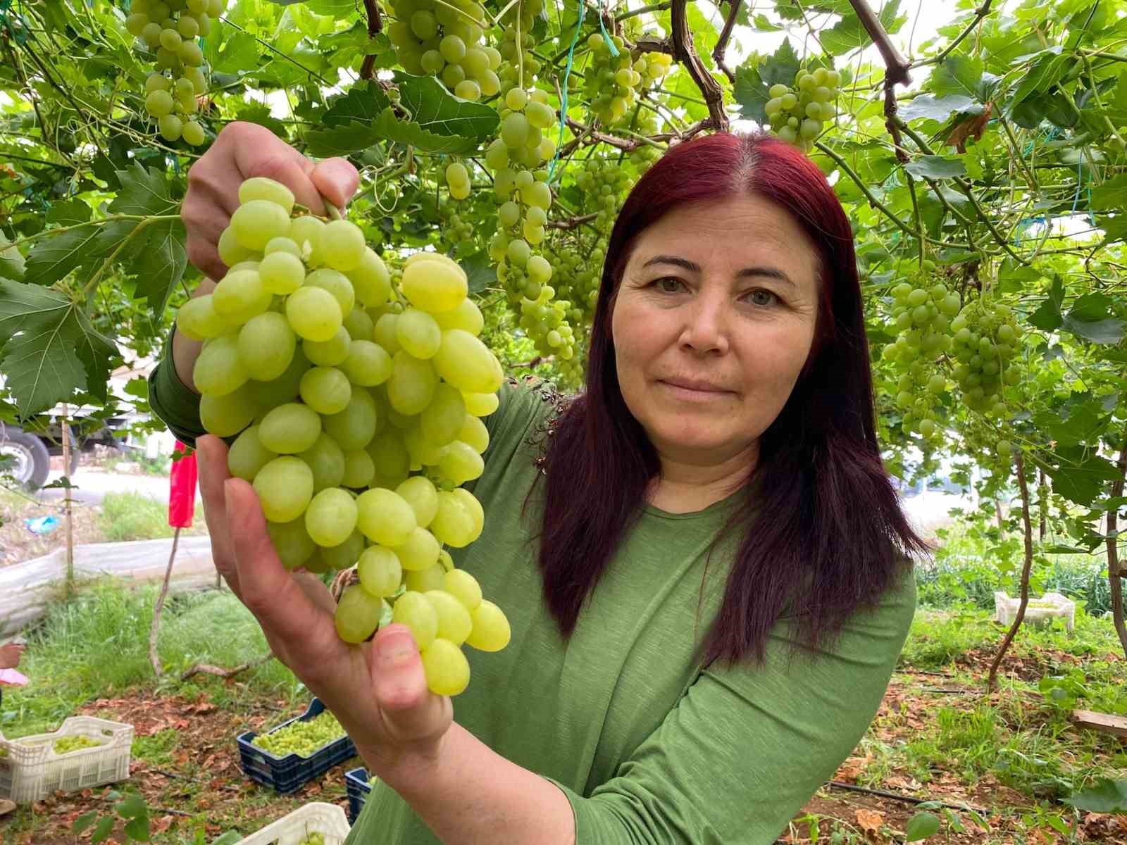 bolgenin siyah incisi uzumde hasat basladi 4 WIvcQVQt