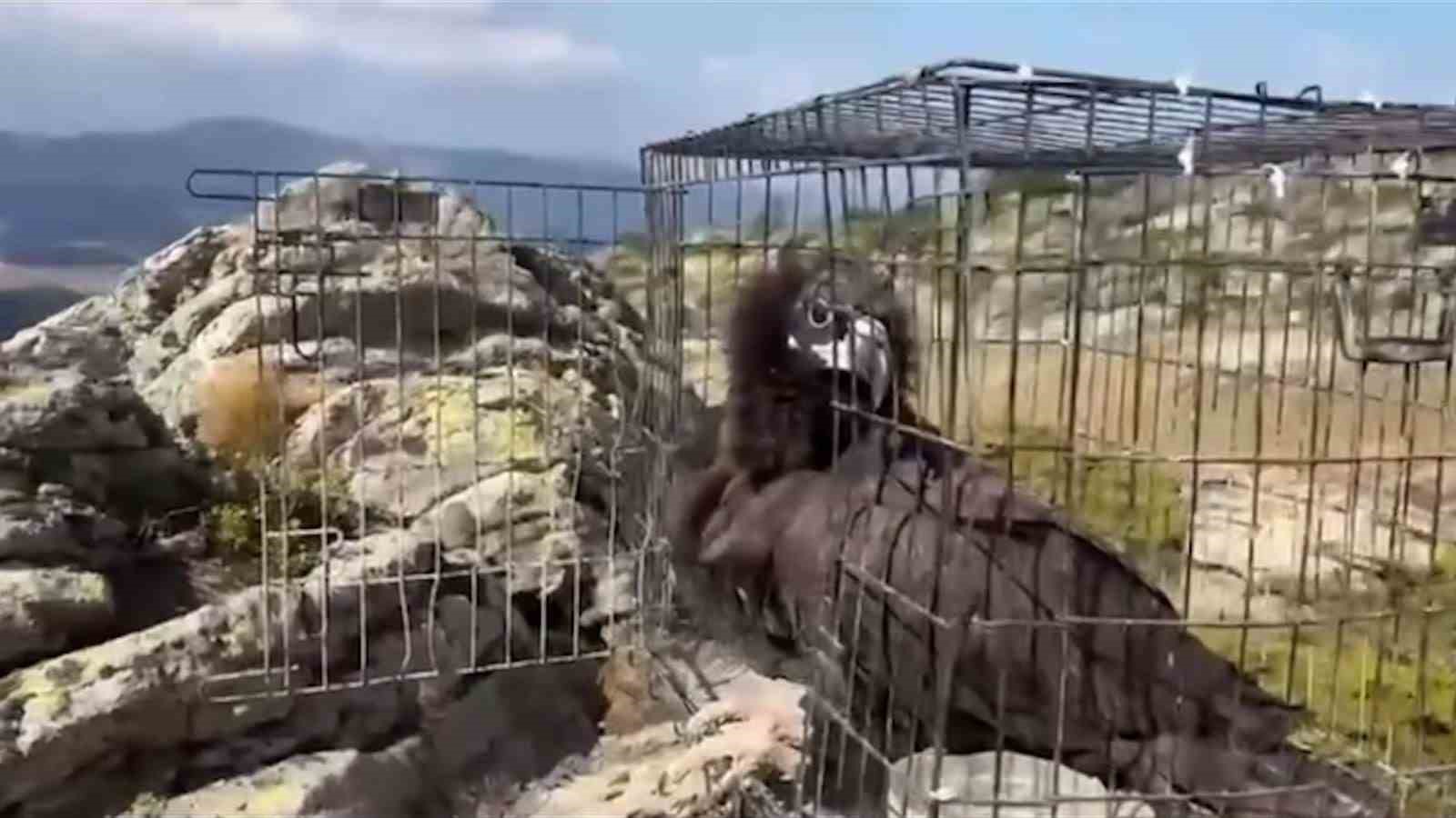 boluda 132 yaban hayvani tedavi edilerek dogaya salindi 1