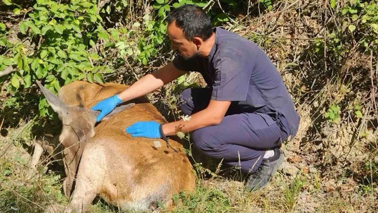 boluda 132 yaban hayvani tedavi edilerek dogaya salindi 2 cXFpNAC4
