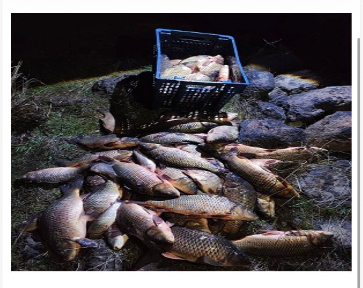 boluda 250 kilo agirligindaki 100 canli sazan baligi kurtarildi 0 vVU4mvWl