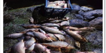 boluda-250-kilo-agirligindaki-100-canli-sazan-baligi-kurtarildi-EDquGzhd.jpg