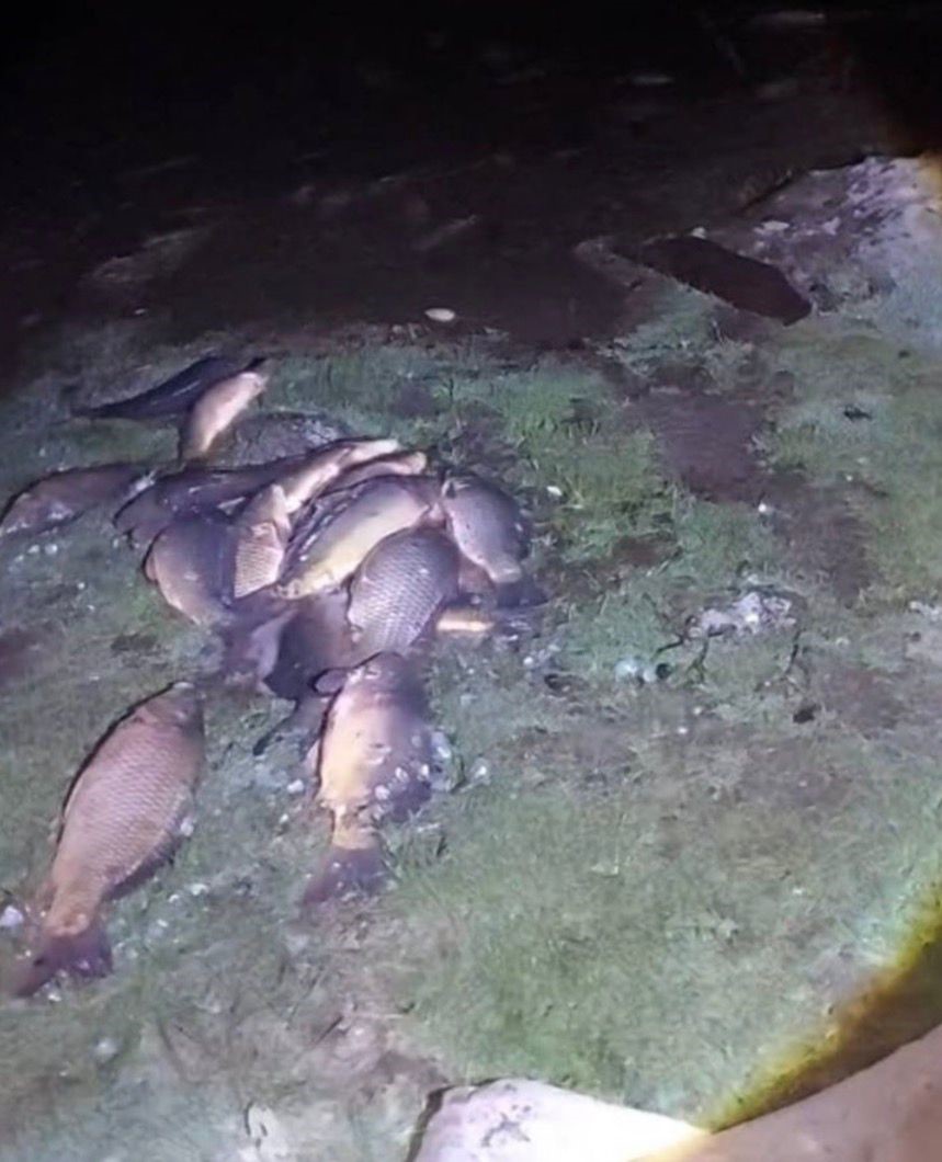 Bolu’da 350 kilo sazan kurtarıldı 6 boluda 350 kilo sazan kurtarildi 2 HMyAqtYB