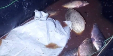 boluda-350-kilo-sazan-kurtarildi-wY5aMVwK.jpg