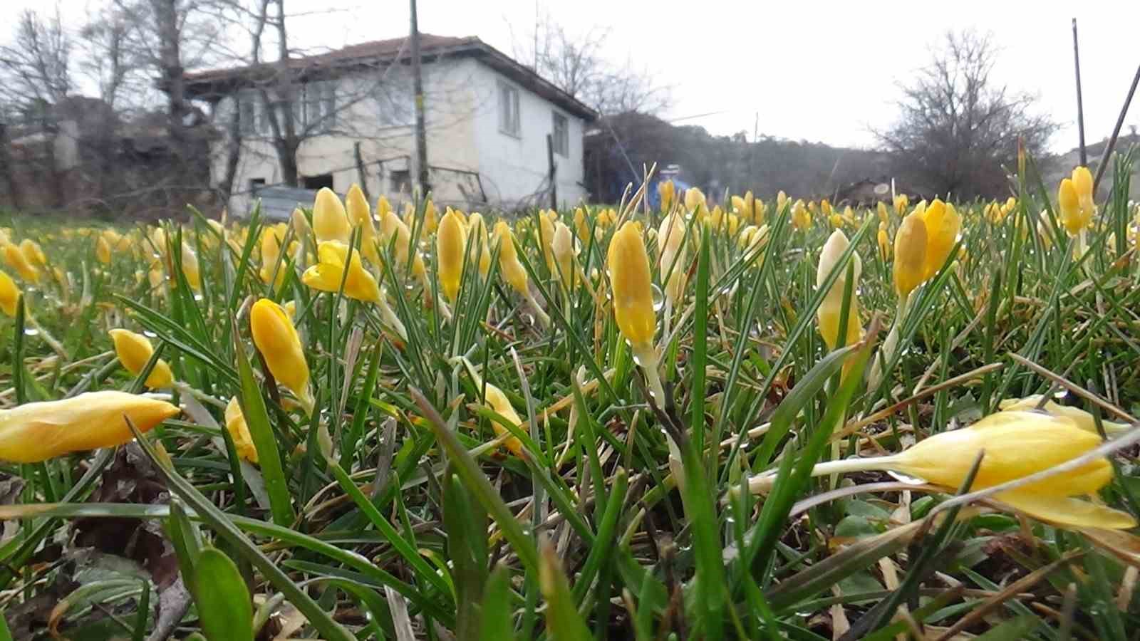 boluda baharin mujdecisi cigdemler cicek acti 5 mXrLO9FZ