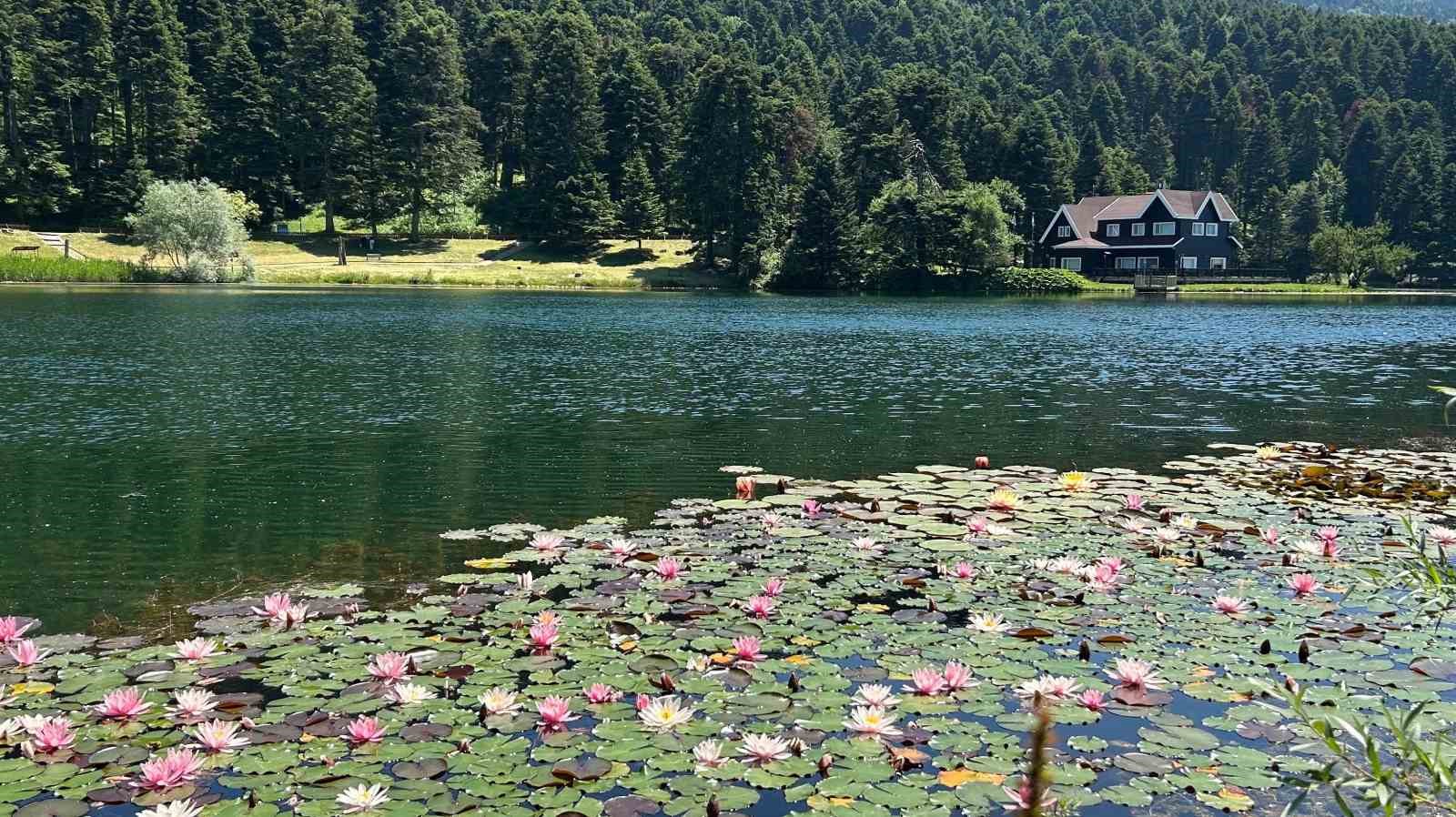 boluda bu cicegi koparmanin cezasi 699 bin 197 lira 0