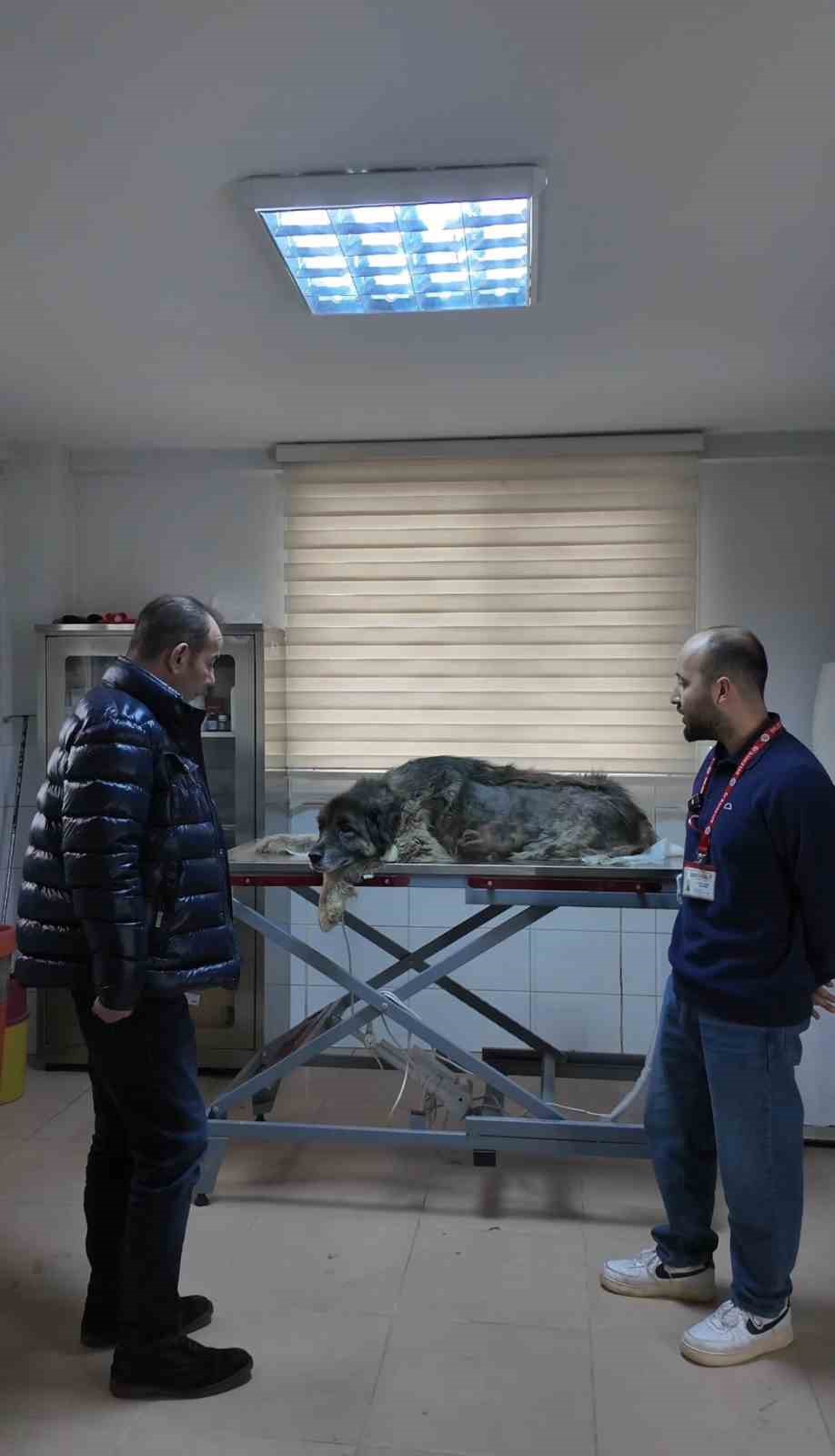 boluda ezilen kopegin rontgeninden 400 sacma cikti 3 c9VRRjPE