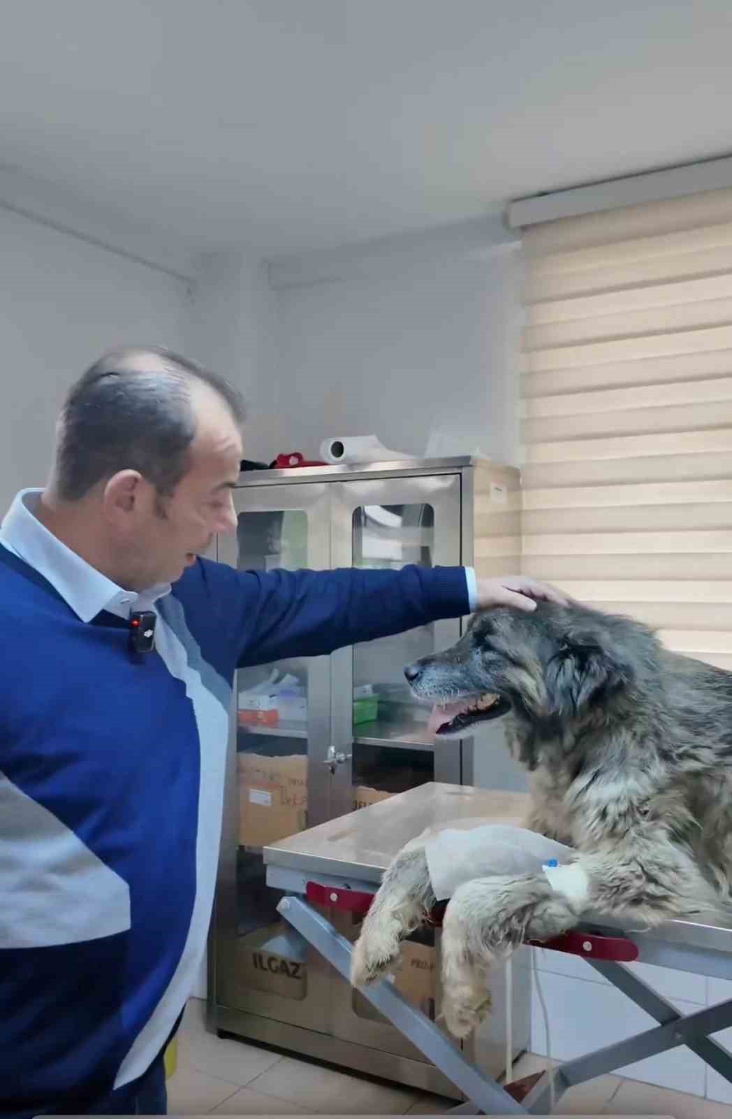 boluda ezilen kopegin rontgeninden 400 sacma cikti 4 Ucm88RdB