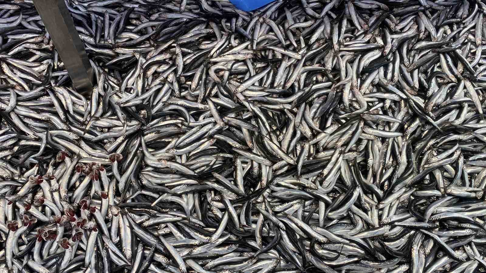 Bolu’da hamsi bolluğu sürüyor: Kilosu 200 liradan rağbet gördü 6 boluda hamsi bollugu suruyor kilosu 200 liradan ragbet gordu 2 aRFOSmKg