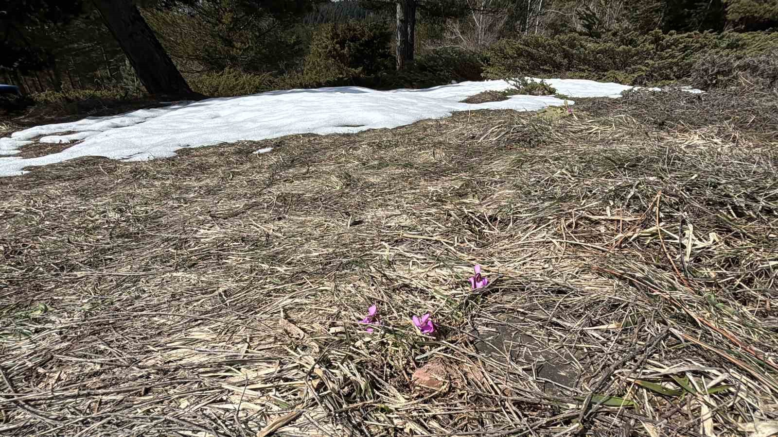 boluda iki mevsim bir arada yasaniyor karlar arasinda cigdemler cicek acti 4 NmYZQFrT