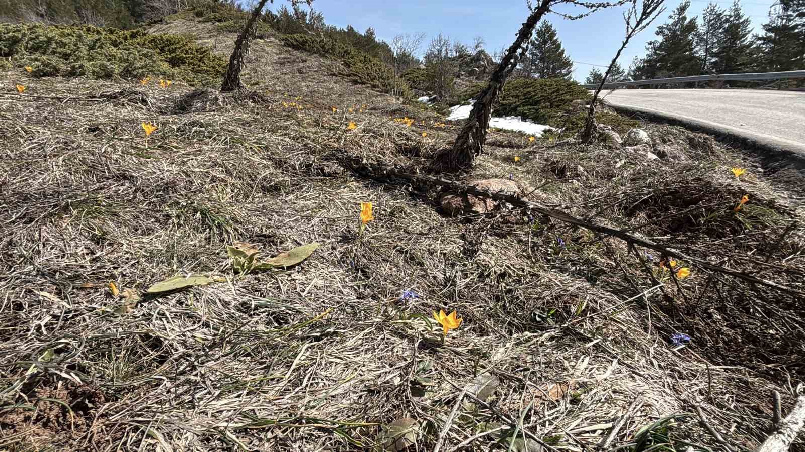 boluda iki mevsim bir arada yasaniyor karlar arasinda cigdemler cicek acti 6
